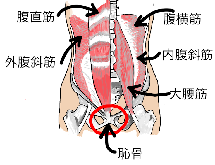 腹筋の構造